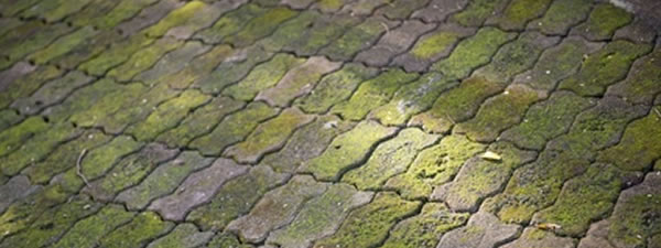 Moss & Mould Treatment